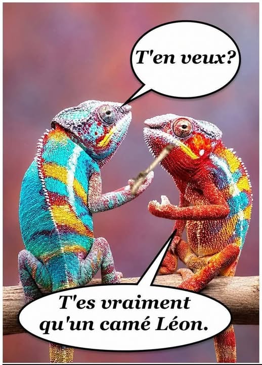 camé.....jpg