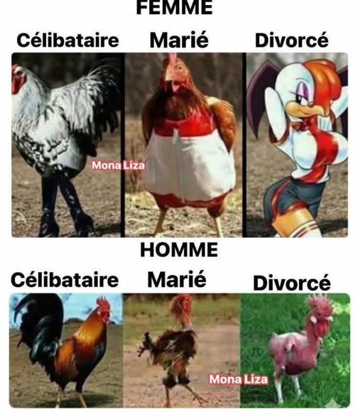 femme homme.jpg