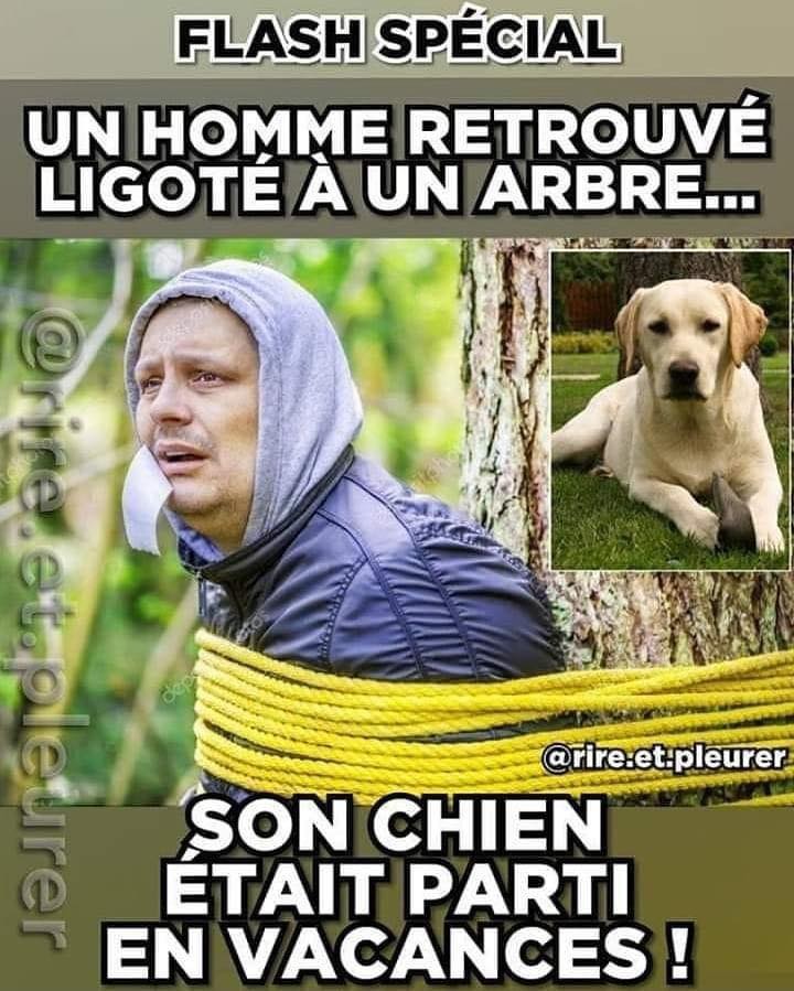 chien en vacances.jpg