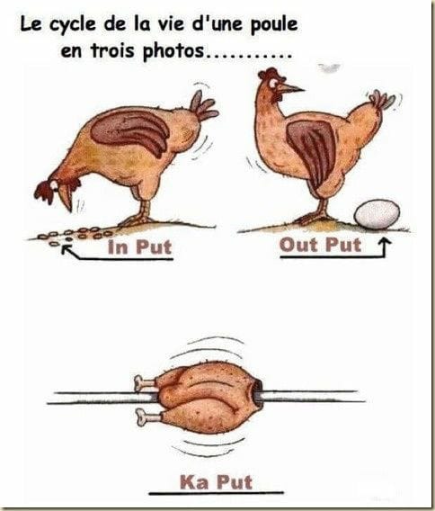 cycle de la vie une poule.jpg