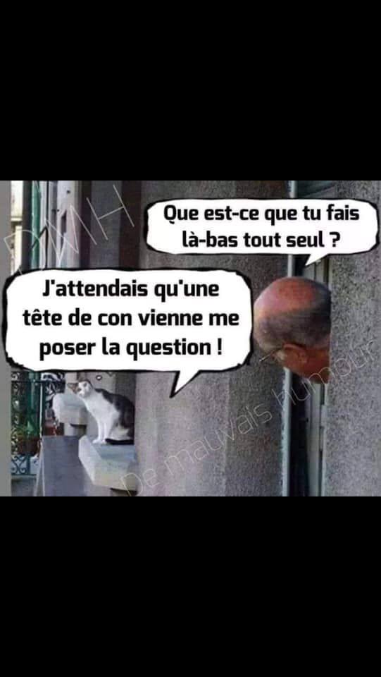 chat fenetre.jpg