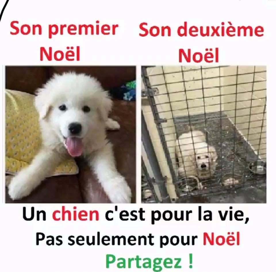 chien pour la vie.jpg