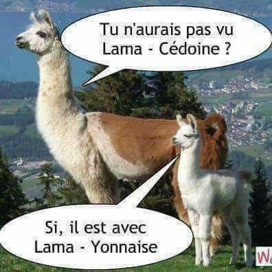 lama céd.....jpg