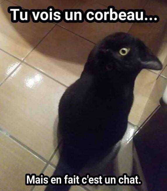 corbeau.jpg