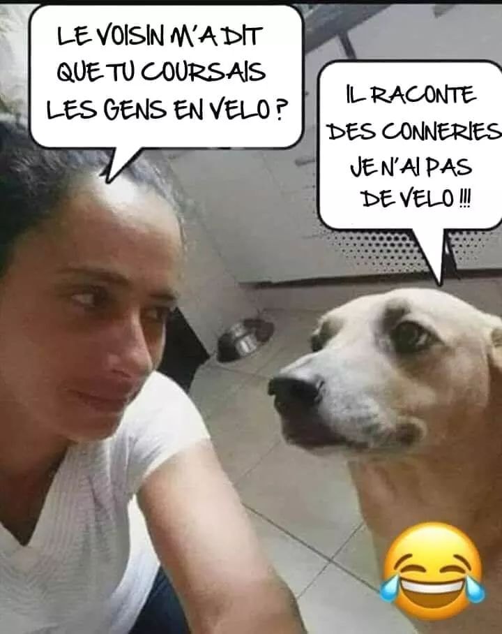 chien vélo.jpg