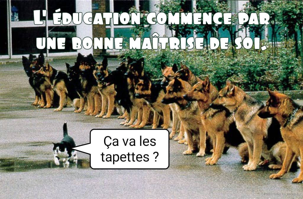 les tapettes.jpg