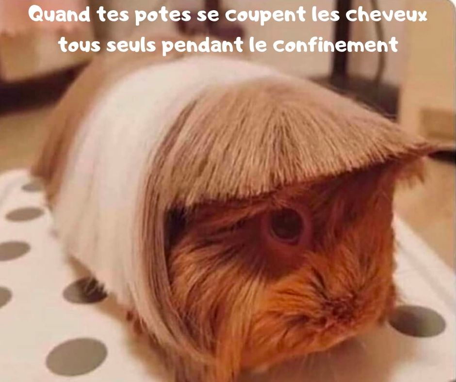 coiffeur.jpg