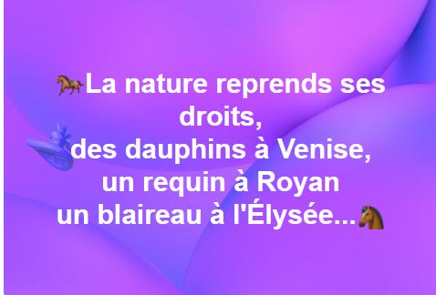 animaux.JPG