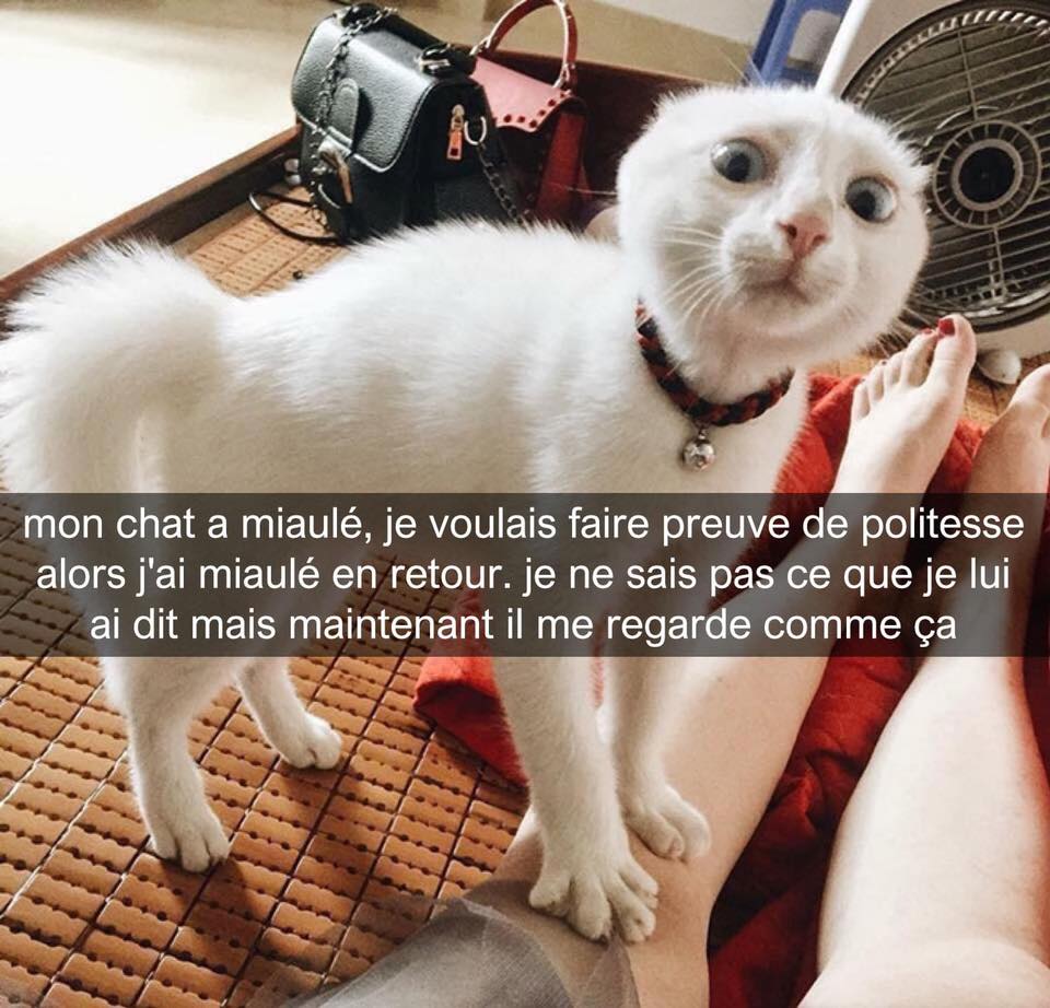 chat miaule.jpg