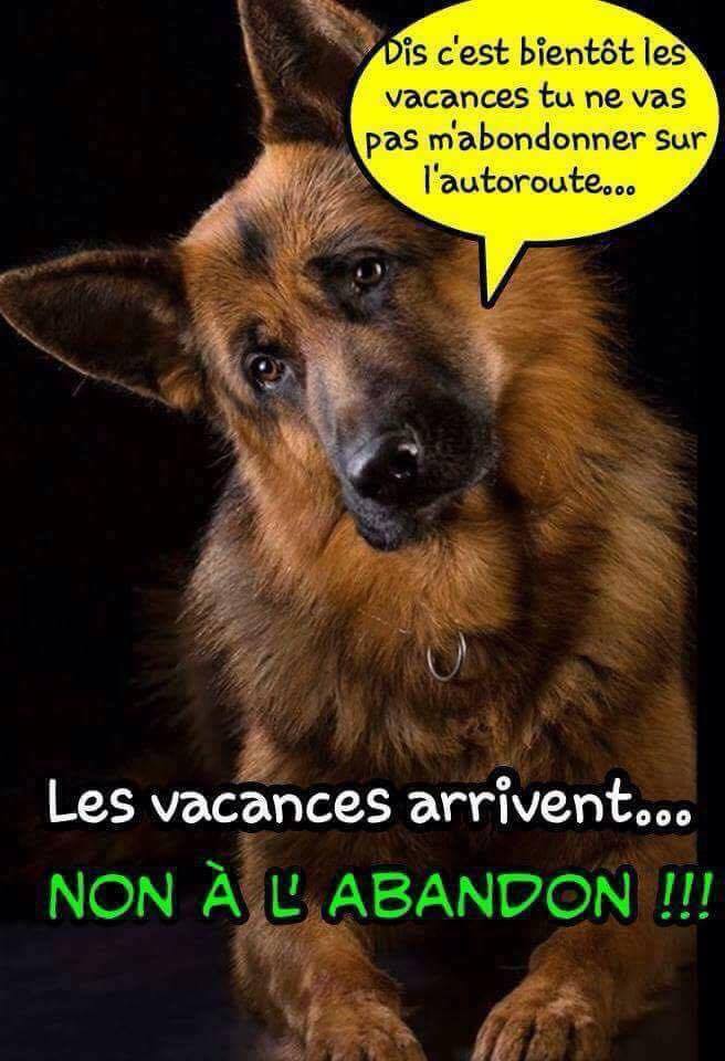 chien vacances.jpg