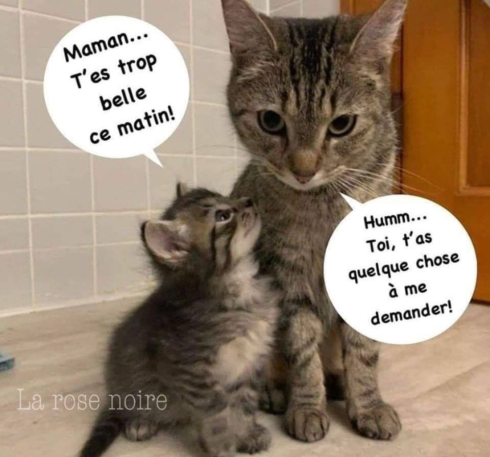 t'es belle.jpg