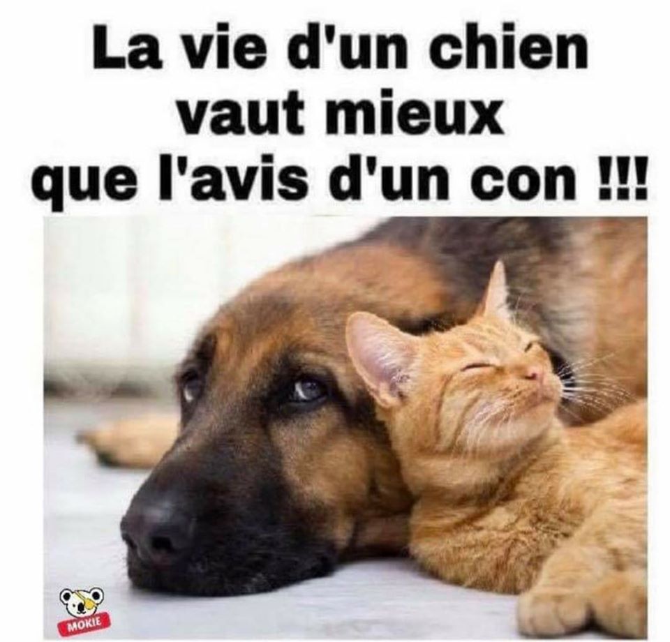 avis d'un chien.jpg