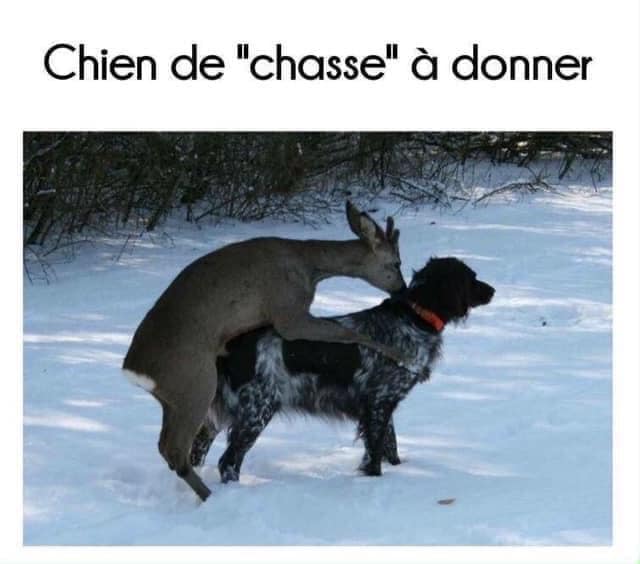 chien de chasse.jpg