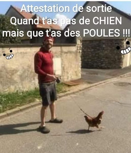 poule.jpg