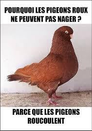 pigeon.jpg