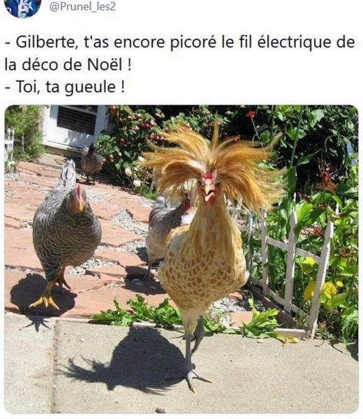 picoré.jpg