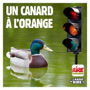 canard.jpg