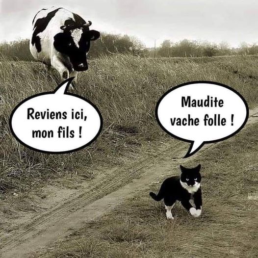 vache folle.jpg