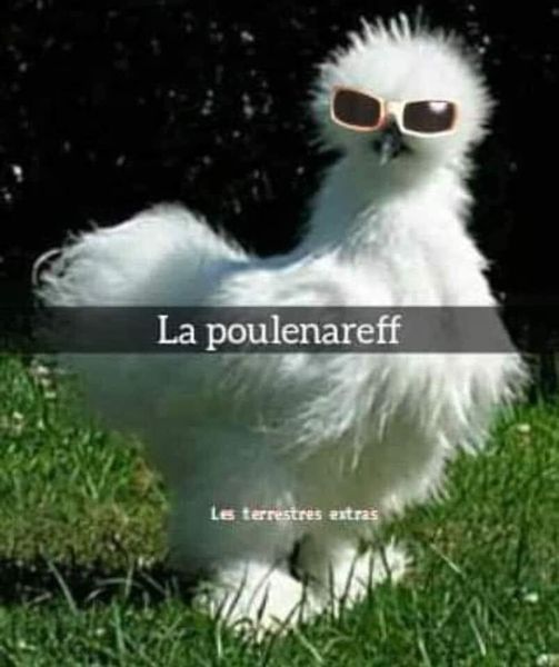 poule.jpg