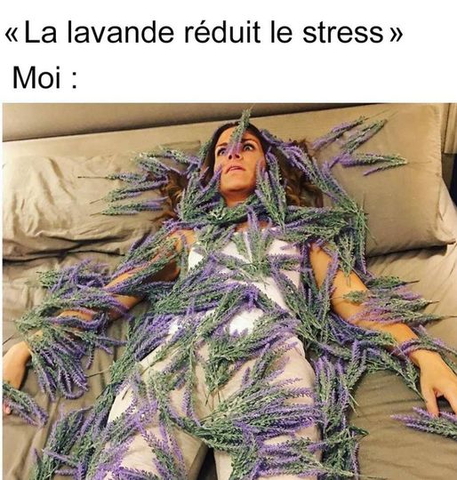 lavande.jpg