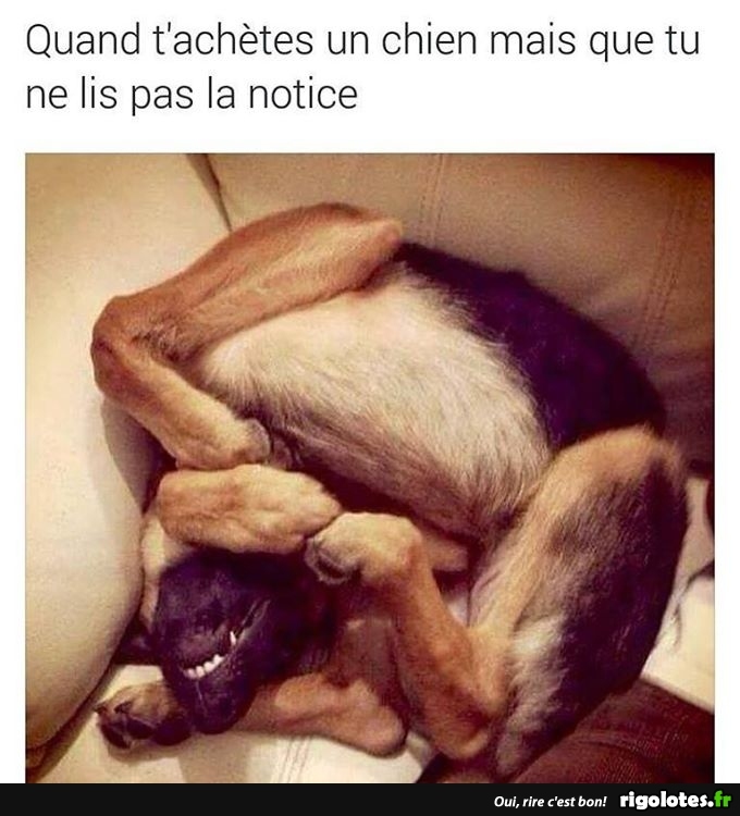 achete un chien.jpg