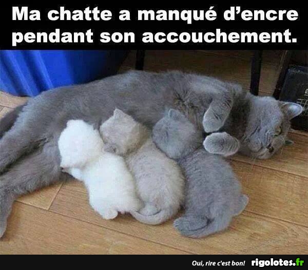 chatte.jpg