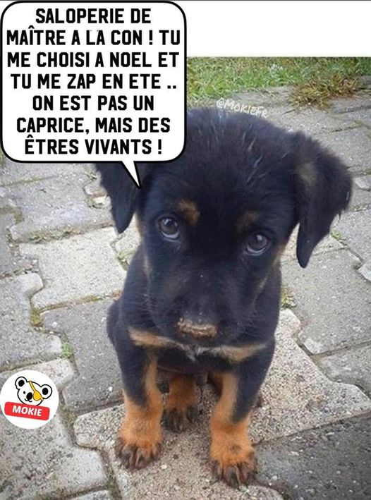 maitre a la con.jpg