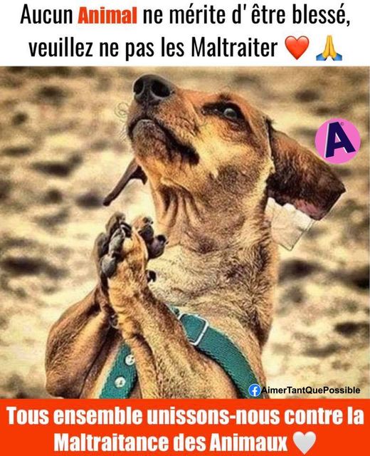 maltraitances animaux.jpg