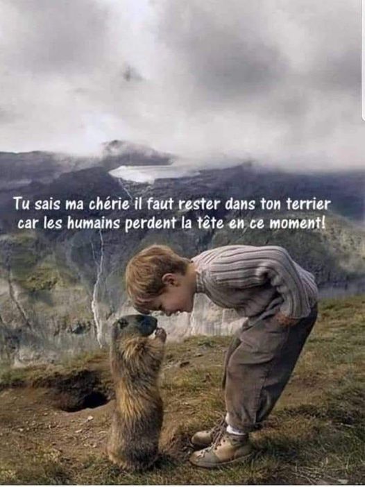 terrier.jpg