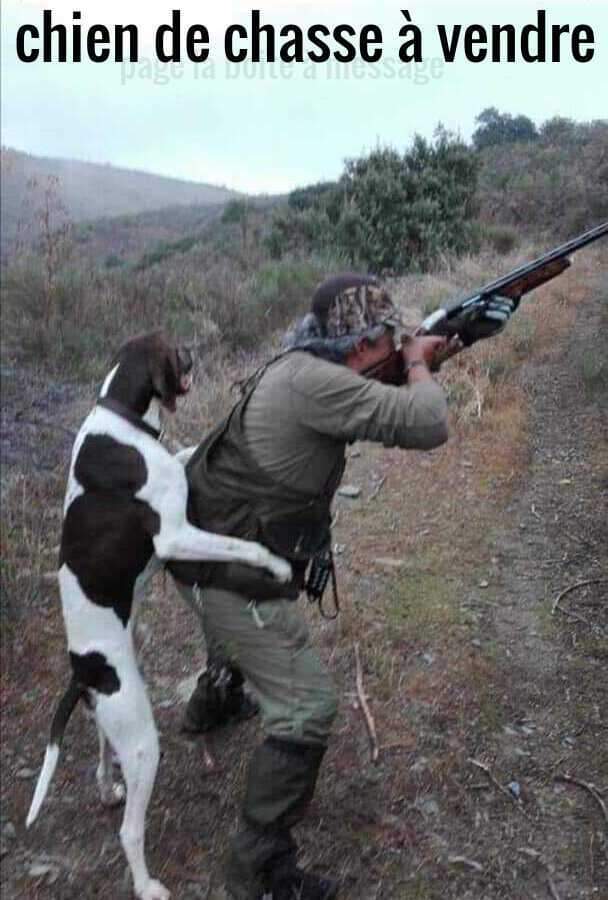 chien chasse.jpg