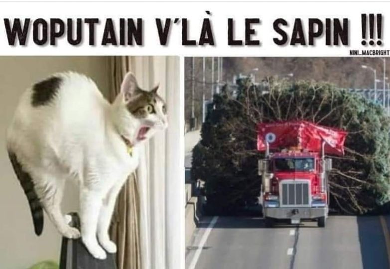 livraison sapin.jpg