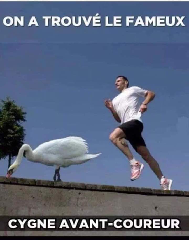 cygne.jpg