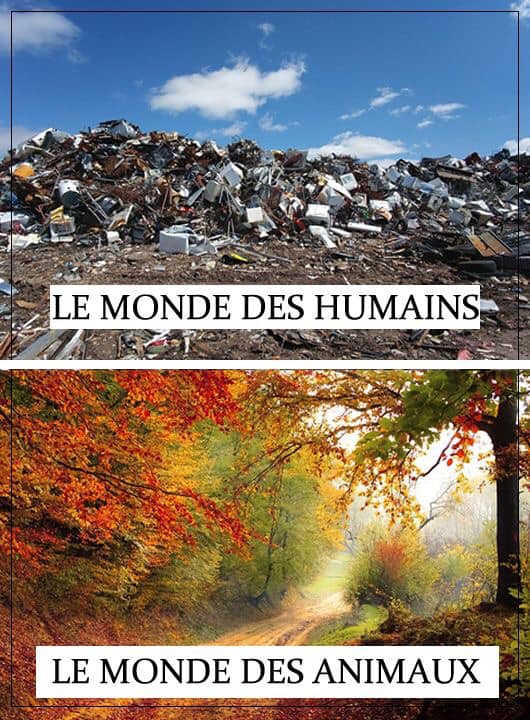 monde des humains et animaux.jpg