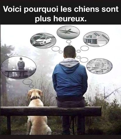 Chien.jpg
