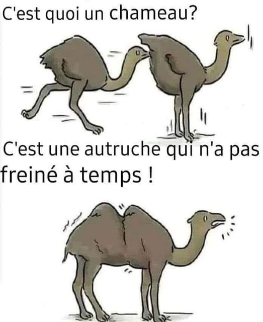 autruche.jpg