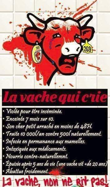 vache qui crie!.jpg