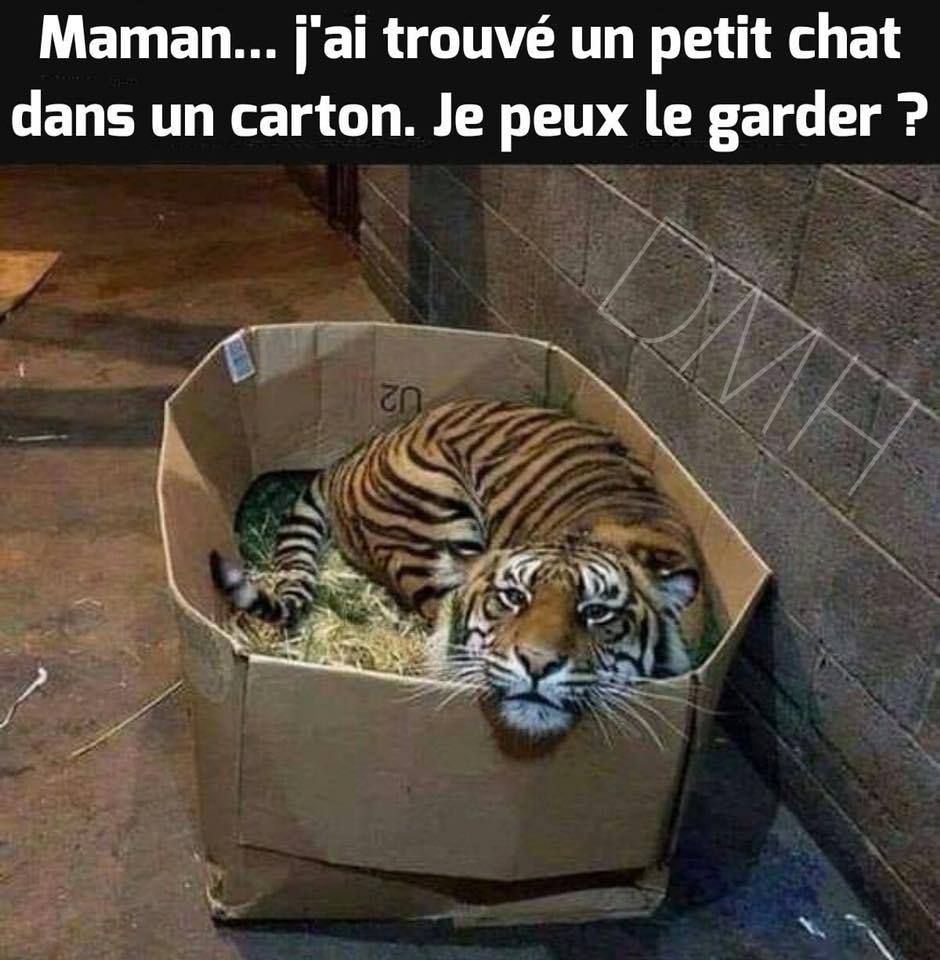 ptit chat.jpg