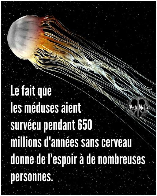 meduses.jpg