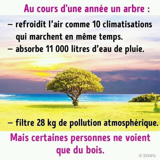 arbre.jpg