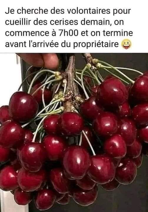 cerises.jpg