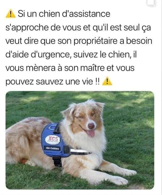 chien d'assistance.jpg