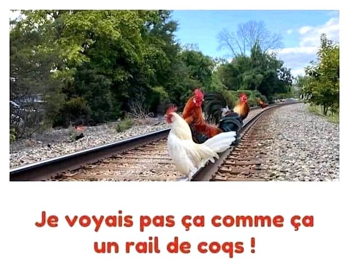 coq.jpg