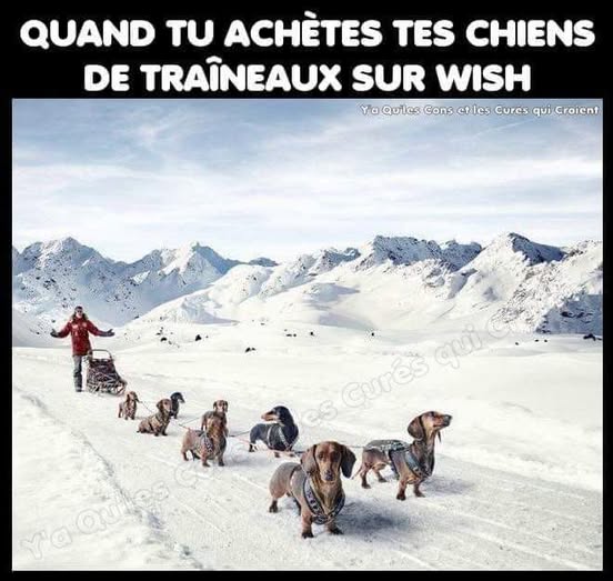 chiens traineau.jpg