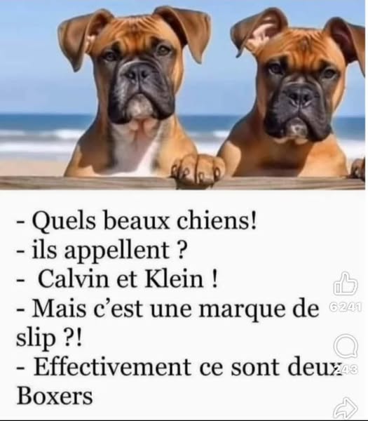 chien.jpg