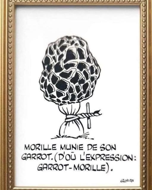morille.jpg
