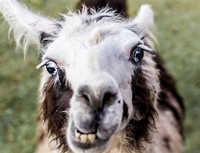 lama.jpeg