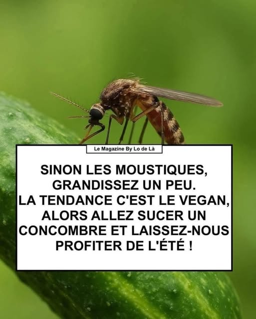 moustiques.jpg