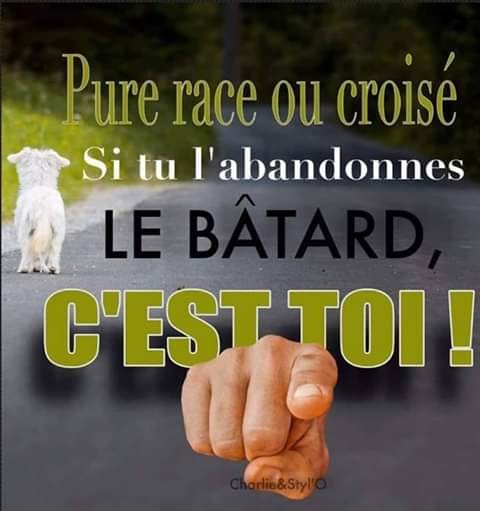 pure race ou pas.jpg