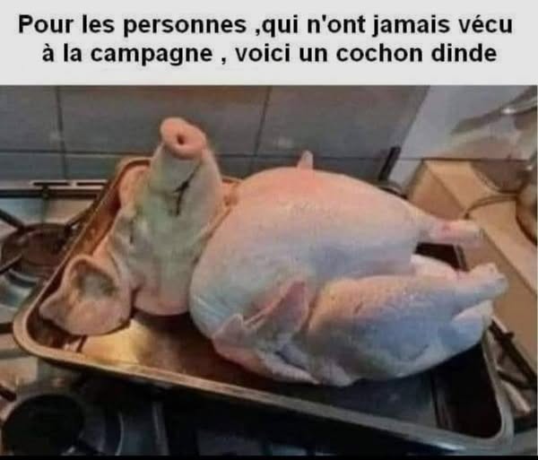 cochon.......jpg