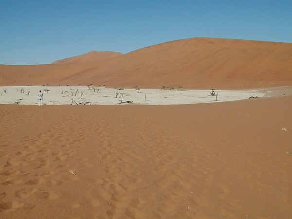des arbres pétrifiés avec en toile de fond des dunes atteignant 250 m de hauteur